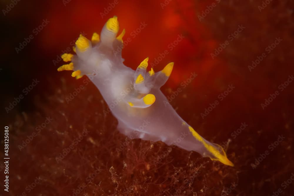 Translucent nudibranch swimming in dark seawater