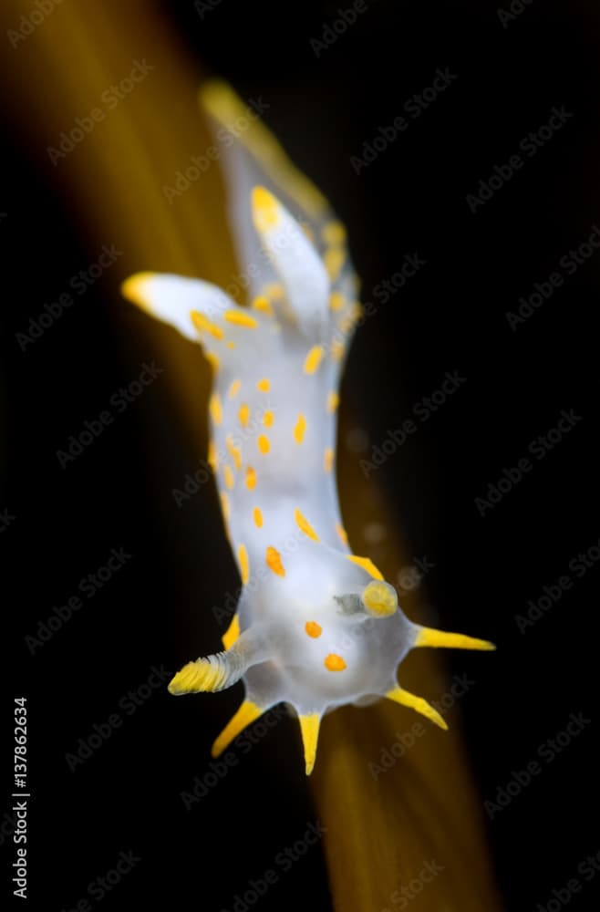 Nudibranch (Polycera quadrilineata) on Kelp, Moere coastline, Norway, February 2009