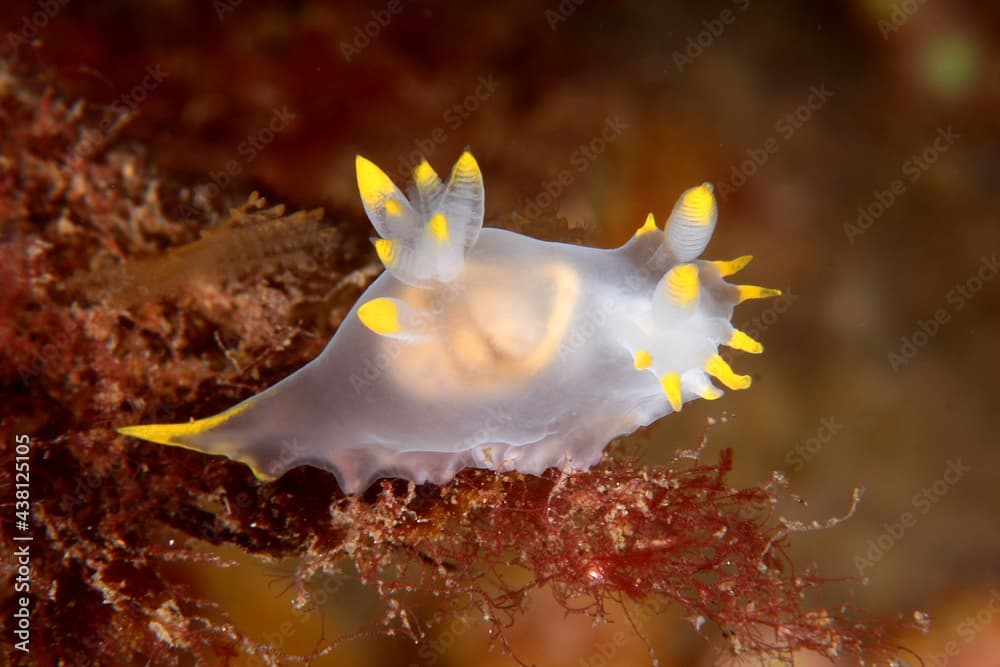 Translucent nudibranch swimming in dark seawater