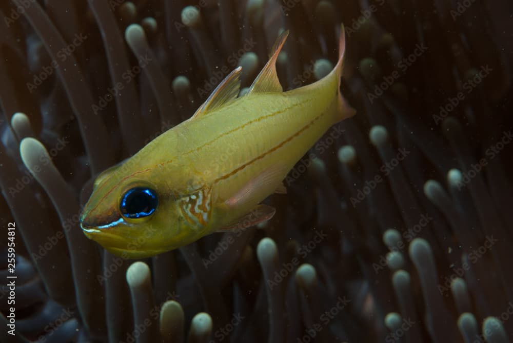 Cheek-Bar Cardinalfish Apogon sealei