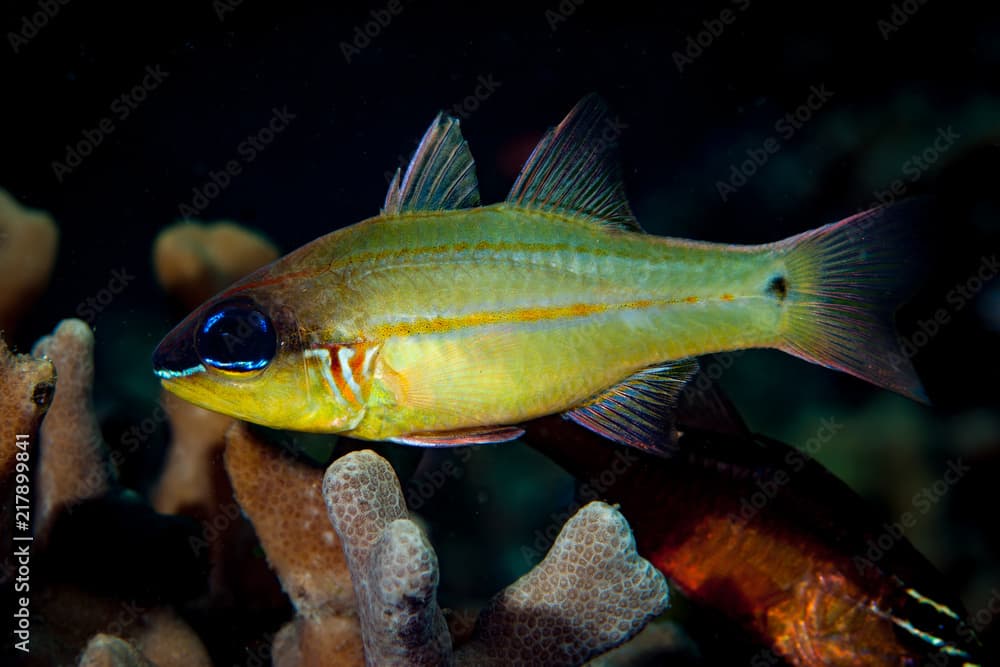 Cheek-Bar Cardinalfish Apogon sealei