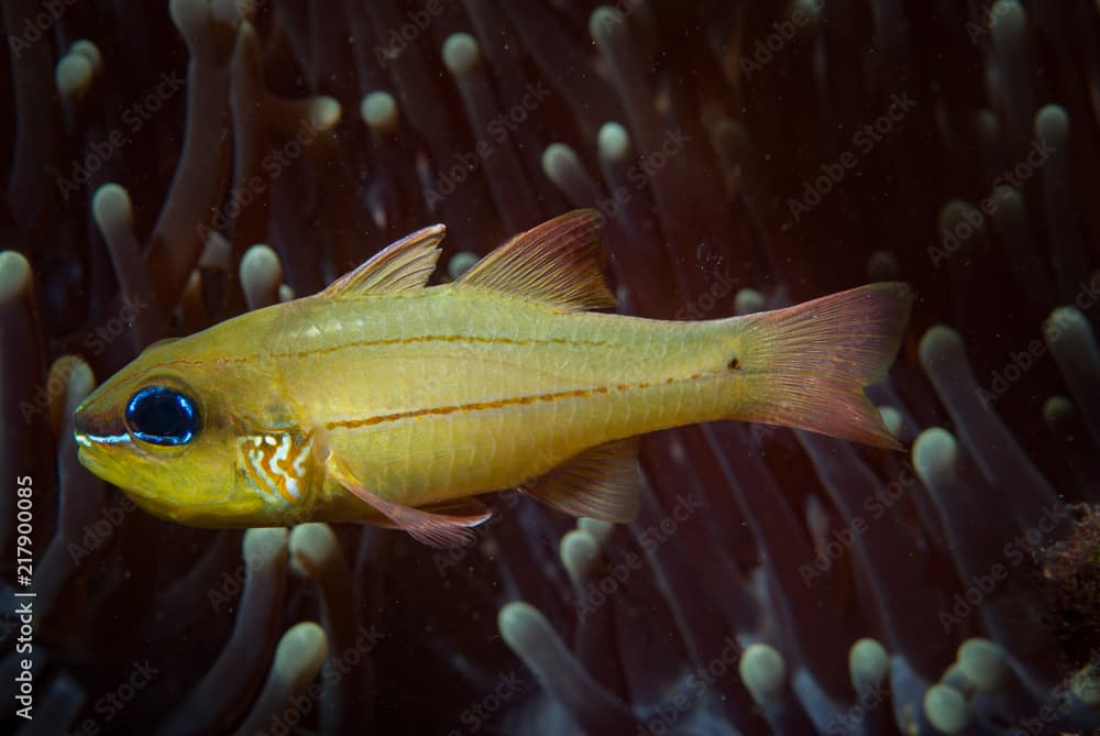 Cheek-bar cardinalfish Apogon sealei