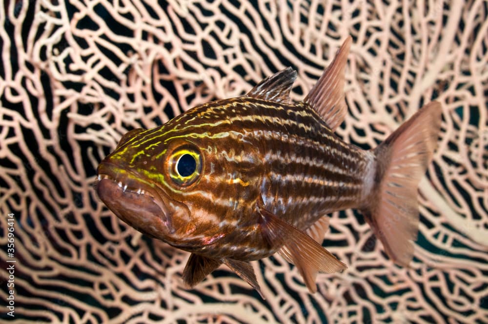 Cardinalfish over soft coral.