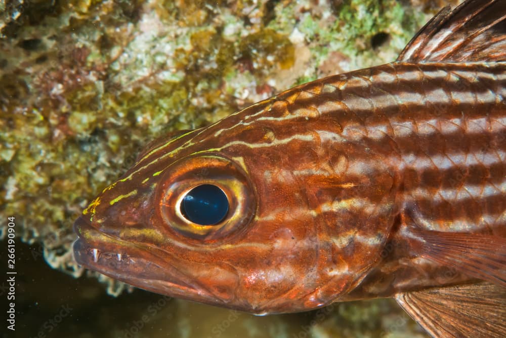 Tiger cardinalfish (cheilodipterus macrodon). Taking in Red Sea, Egypt.