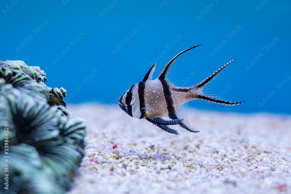 Close up of Kaudern's Cardinalfish or Longfin Cardinalfish at Thailand Ocean