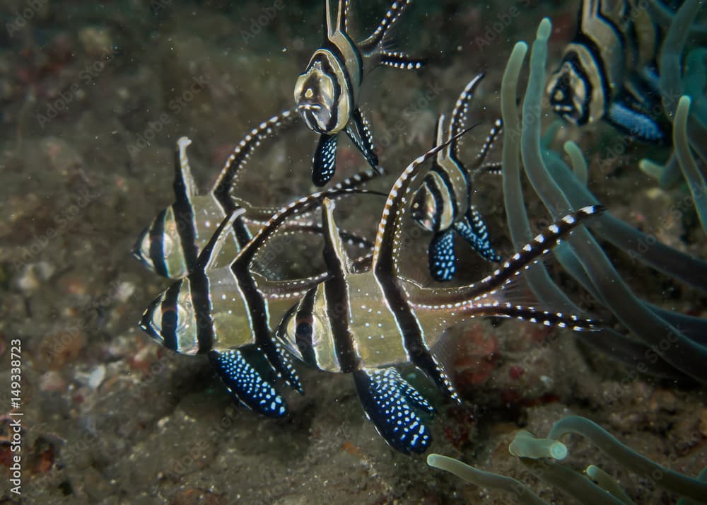 Banggai cardinalfish or Longfins cardinalfish only found in Sulawesi, Indonesia