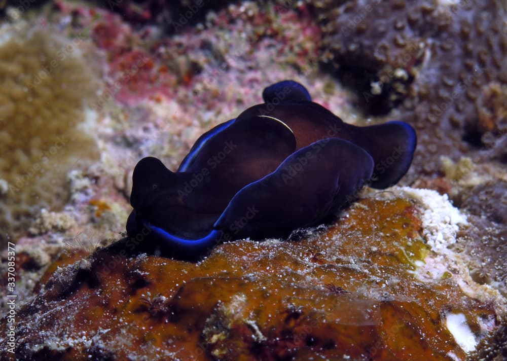 Philinopsis gardineri headshield slug Cebu Philippines