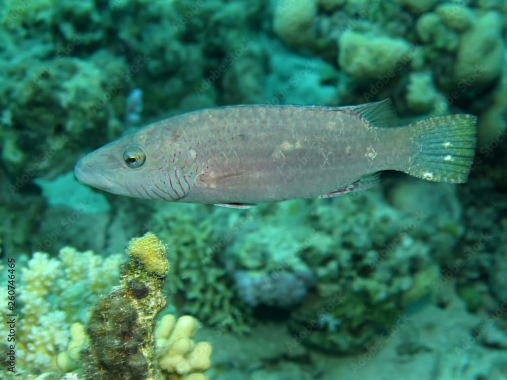 Queen coris (Coris formosa) Taking in Red Sea, Egypt.