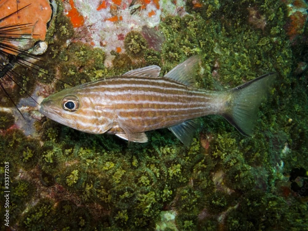 Wolf Cardinalfish - Cheilodipterus artus