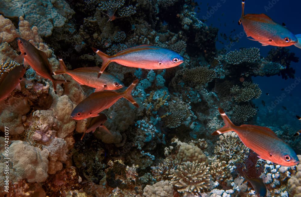 Suez Fusiliers (Caesio suevica) in the Red Sea, Egypt