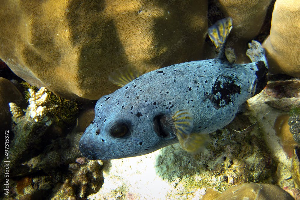 Black-spotted Pufferfish (Arothron Nigropunctatus)