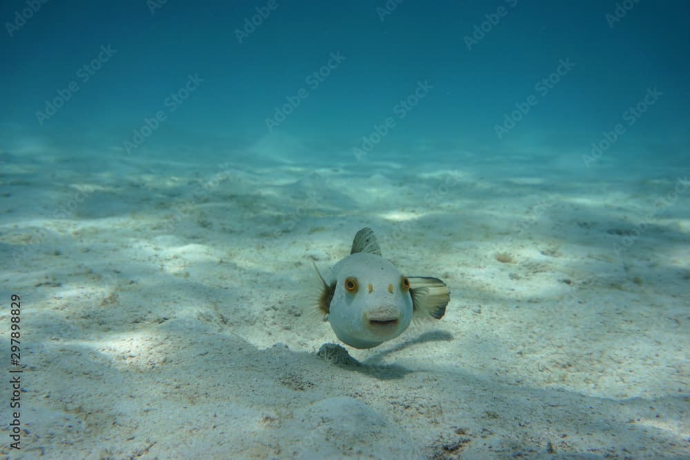 Black Spotted Puffer (Arothron nigropunctatus) in the sea.   