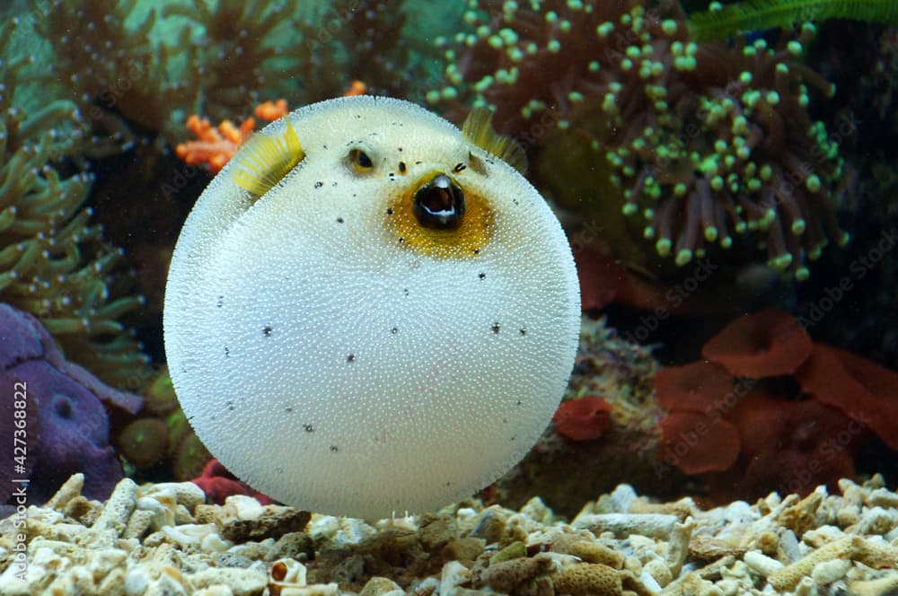 Blackspotted Puffer (Arothron nigropunctatus)