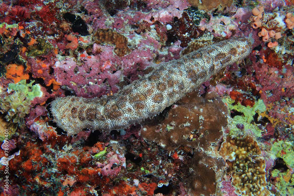 Tropical sea cucumber (Pearsothuria graeffei)