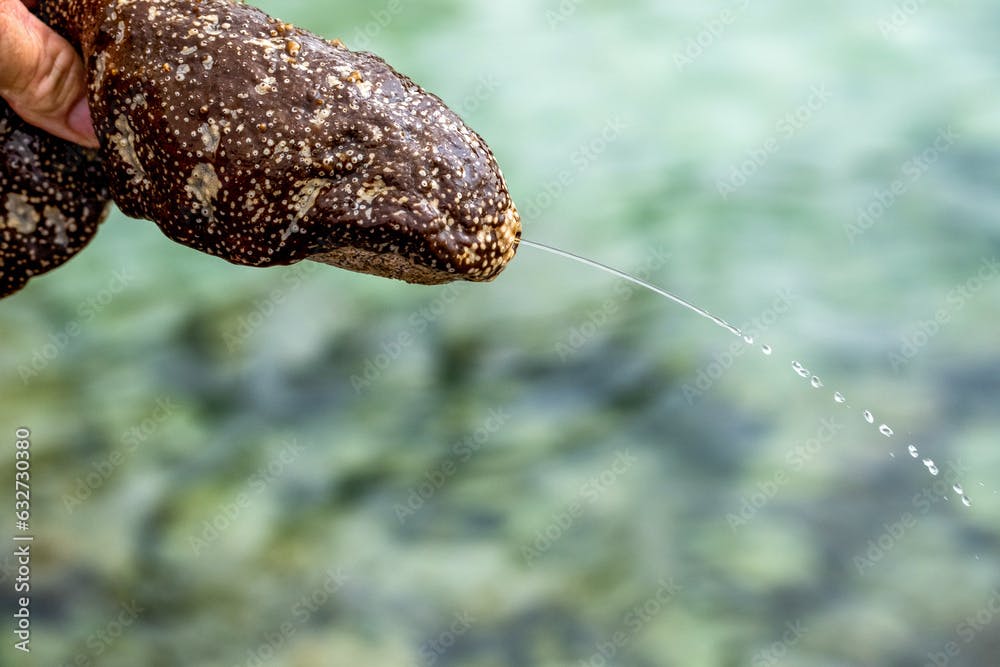 Person Holding a Warty Sea Cucumber and water is pouring out from a hole