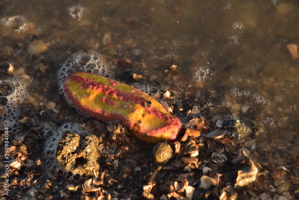 Pink warty sea cucumber/Pink-Yellow Sea Cucumber on the beach