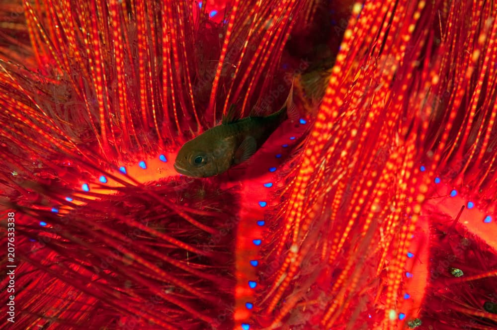 Tubed siphonfish, Siphamia tubifer, hiding between venomous spines of fire urchin, Asteropyga radiata, Sulawesi Indonesia.