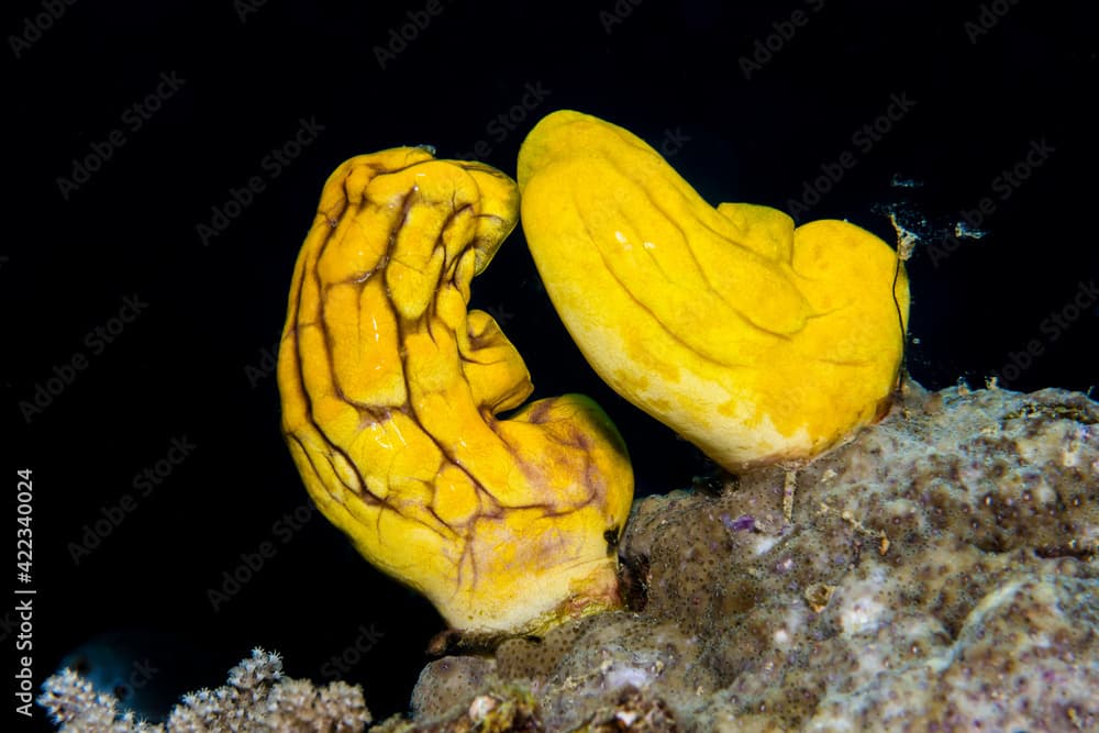 Yellow sea squirt on a coral reef.