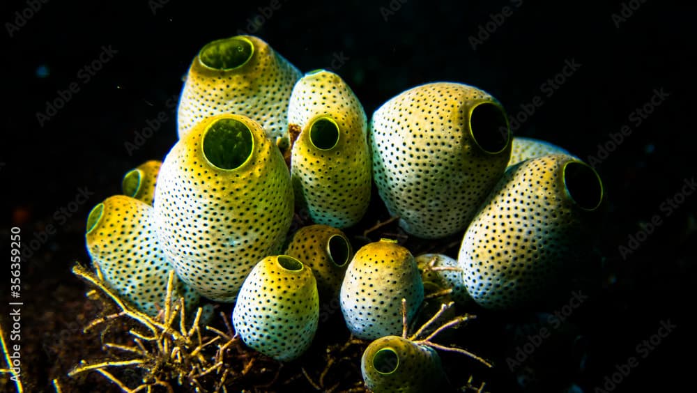 Magnificent sea squirts in Tulamben