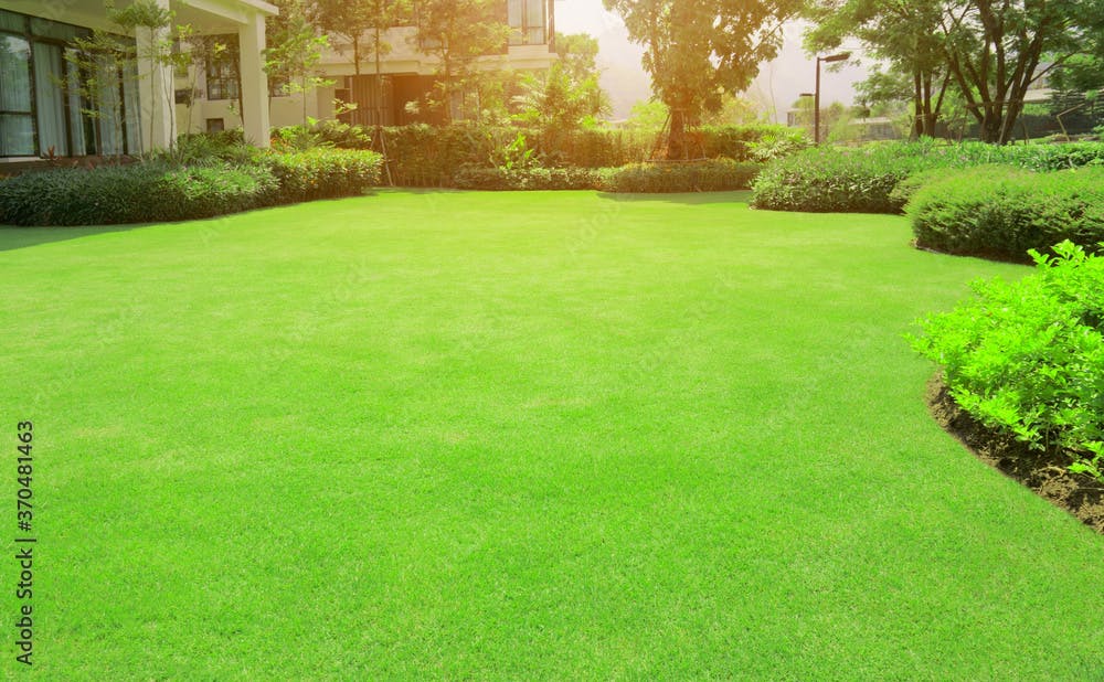 Green grass lawn in backyard outdoor garden 