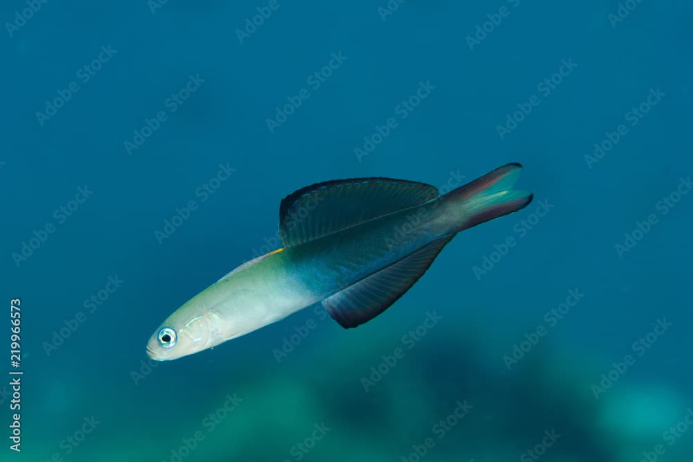 Arrow Goby Ptereleotris evides