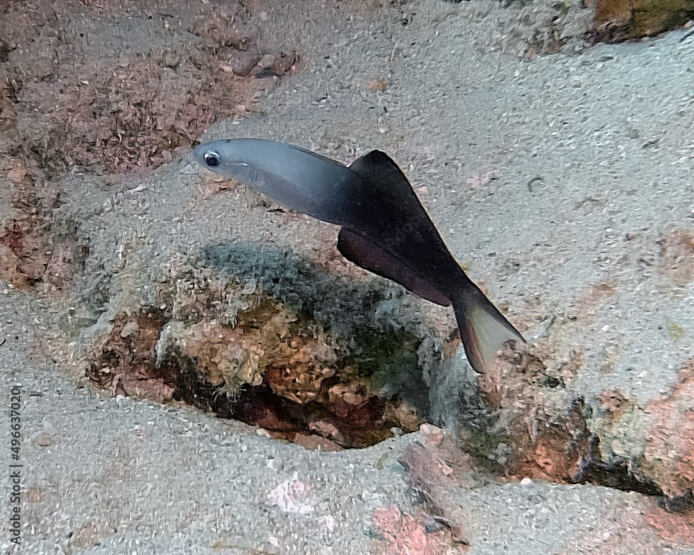 A Blackfin Dart Goby (Ptereleotris evides) in the Red Sea, Egypt