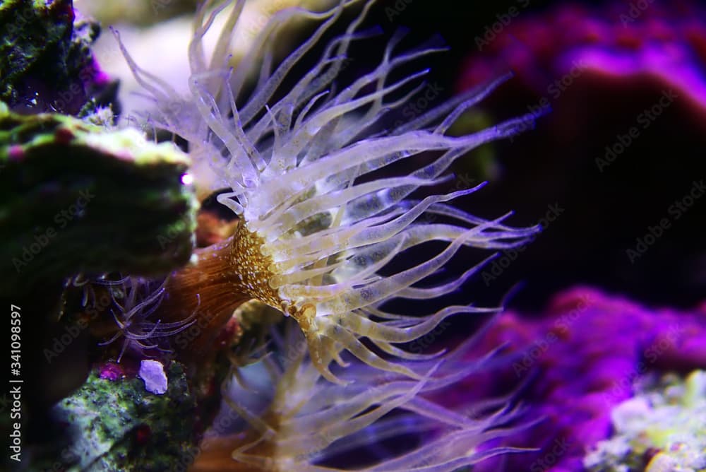 Small glass anemone pest - Exaiptasia or Aiptasia Pallida