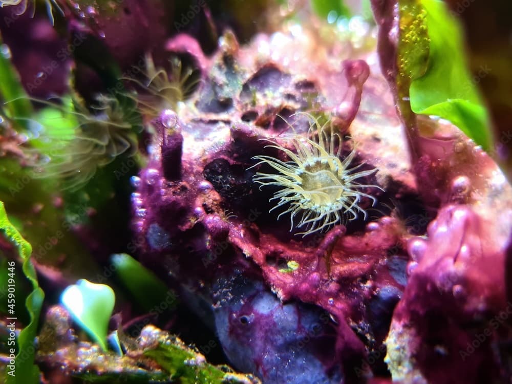 Small glass anemone pest in reef aquarium tank - Exaiptasia or Aiptasia Pallida