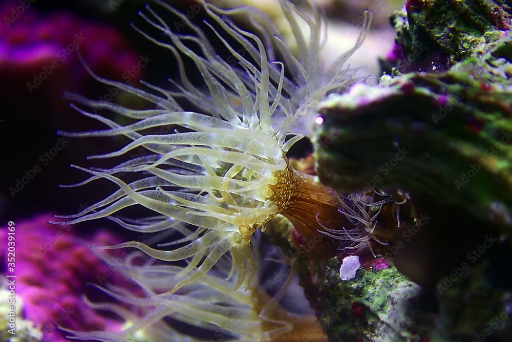 Aiptasia sea glass anemone in aquarium reef tank