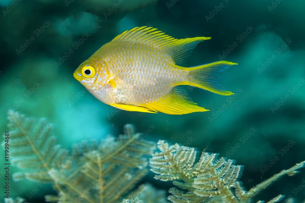 Amblyglyphidodon aureus, golden damselfish