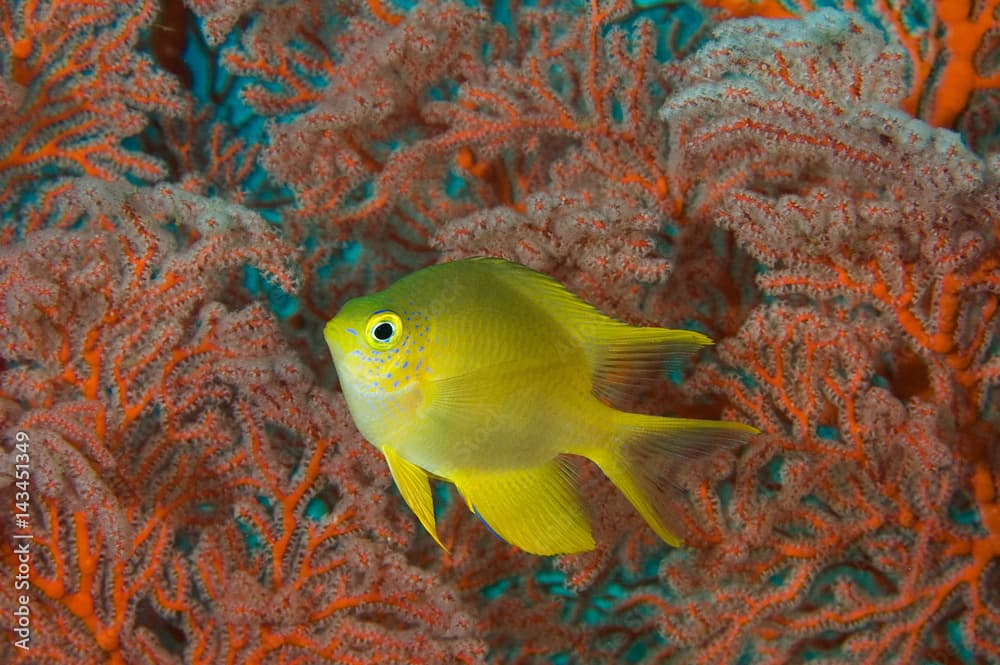 Golden damsel, Amblyglyphidodon aureus, Bali Indonesia.