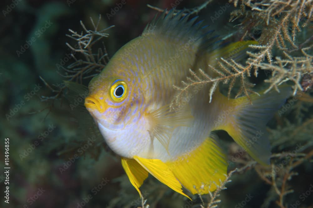 Golden Sergeant in sea fan