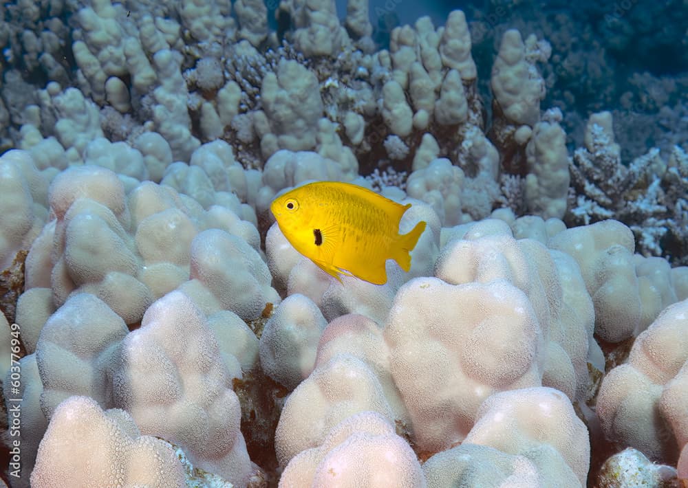 A Lemon Damsel (Amblyglyphidodon aureus) in the Red Sea, Egypt