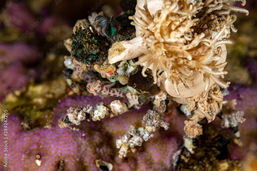 Corallimorph Decorator Crab, Cyclocoeloma tuberculata, Cyclocoeloma is a genus of crabs in the family Majidae, containing the single species Cyclocoeloma tuberculata