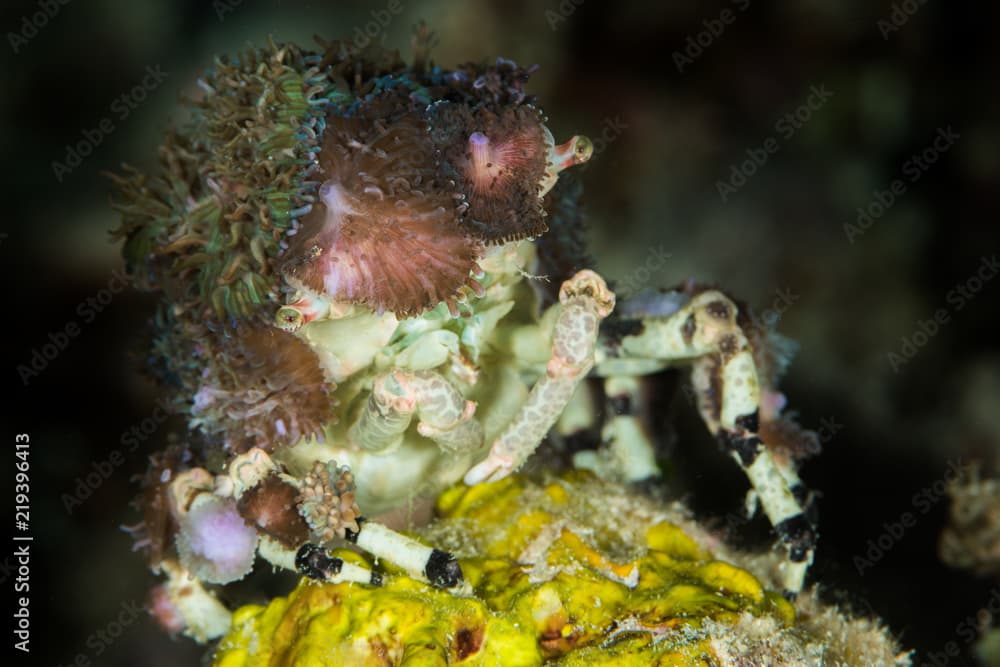 corallimorph decorator crab