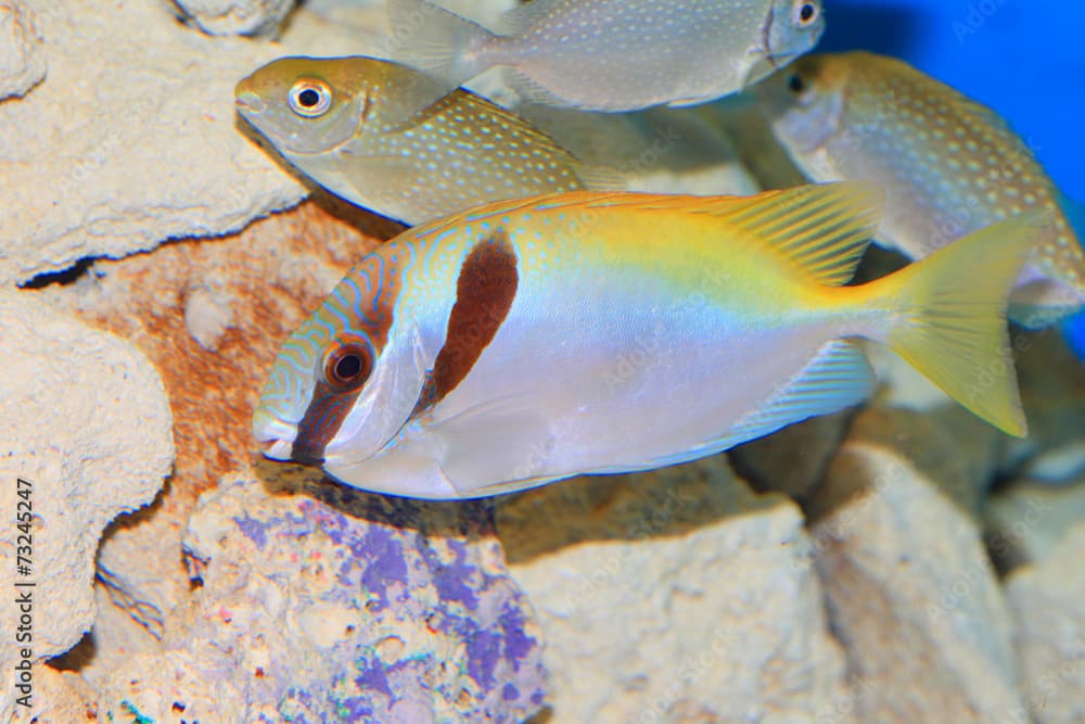 Bluelined spinefoot (Siganus punctatus ) in Japan