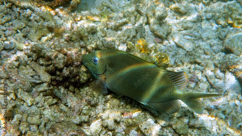 Underwater photo of gold spotted rabbitfish in coral reef of Thailand