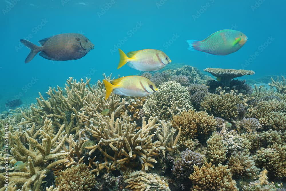 Healthy coral reef with colorful fish rabbitfish, underwater in the lagoon of Grande Terre island, New Caledonia, south Pacific ocean, Oceania