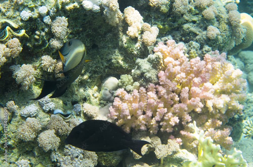 Two fish near the coral. Brown surgeonfish