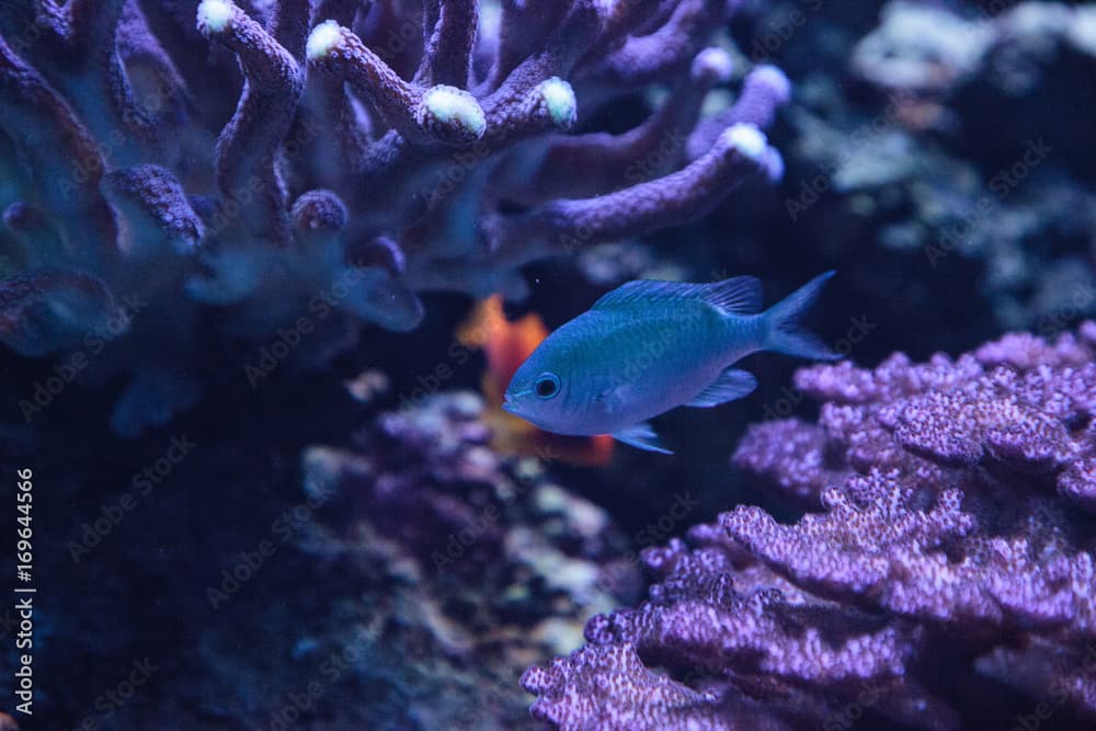 Blue Green Vanderbilts chomis fish, Chromis vanderbilti