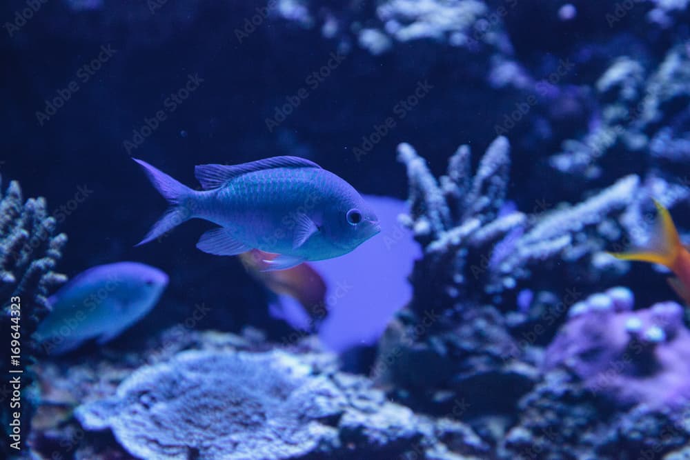 Blue Green Vanderbilts chomis fish, Chromis vanderbilti