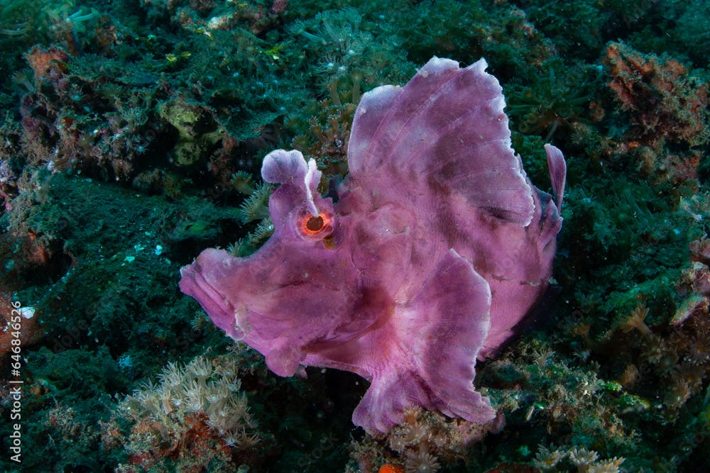 A Paddleflap scorpionfish, Rhinopias eschmeyeri, lies in wait for prey to swim close on a coral reef in Lembeh Strait, Indonesia. This is a rarely seen species of scorpionfish.