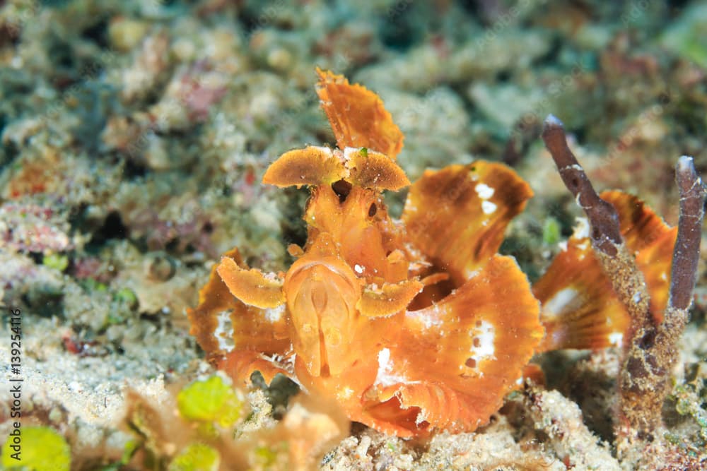 Rhinopias eschmeyeri.  Han's Reef - Gili Air