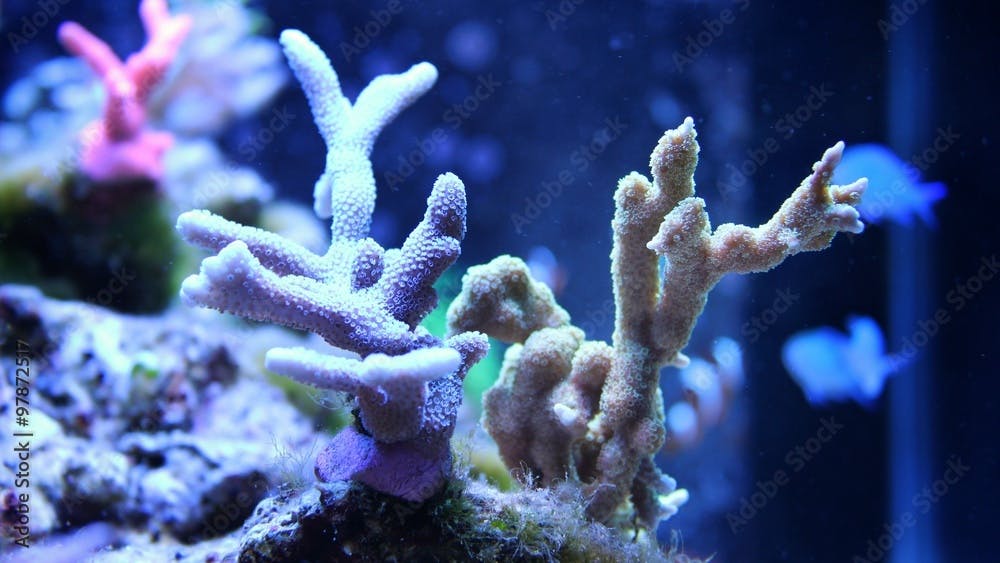 Branched Montipora Coral (Montipora digitata)