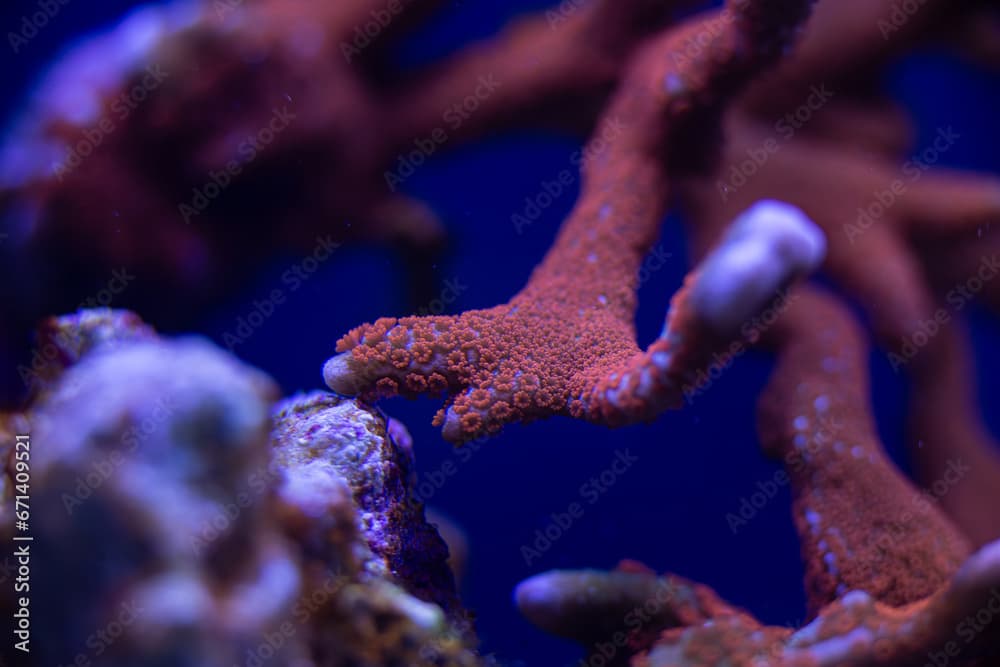 marine SPS coral Montipora Digitata red macro photo, selective focus