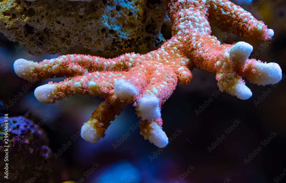 Montipora digitata forest fire in aquarium