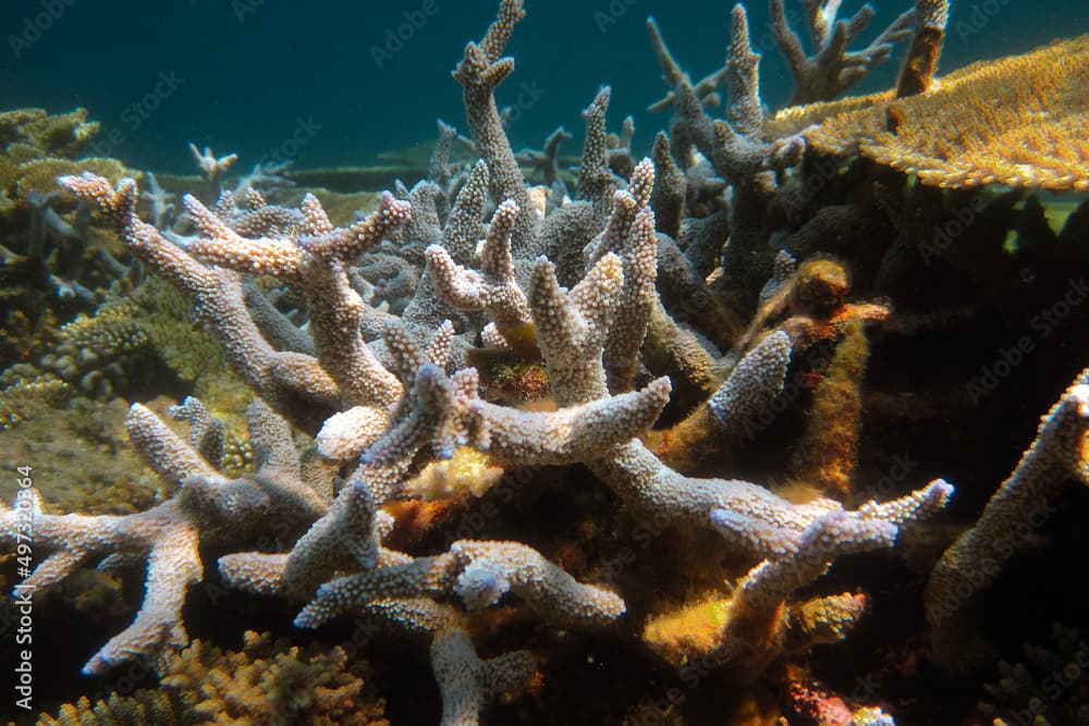 Stony coral formation - Montipora digitata not sure