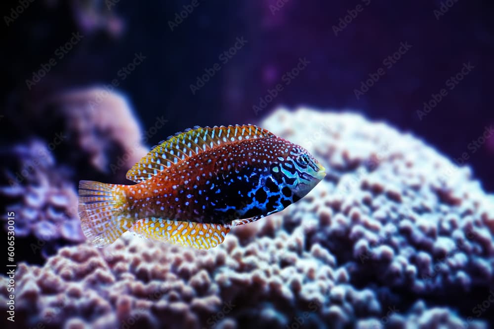 Portraif of beautiful Blue Star Leopard Wrasse also known as Macropharyngodon bipartitus.