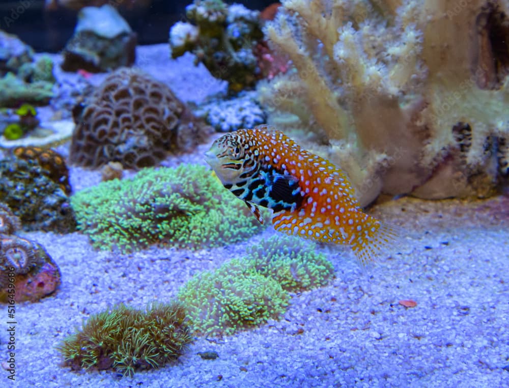 Marine fish leopard wrasse swimming between corals.