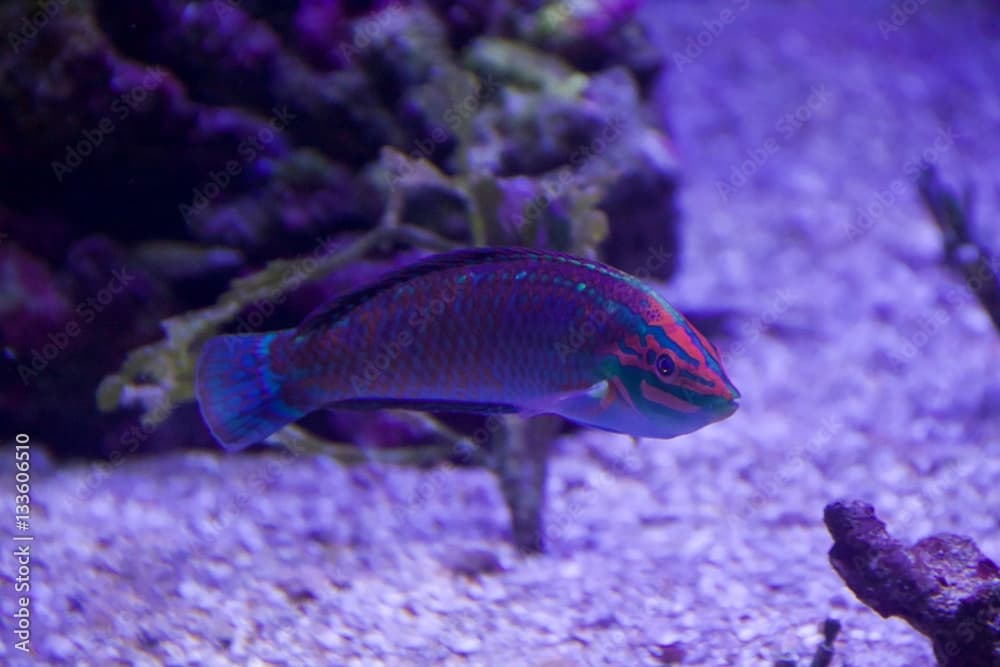 christmas wrasse